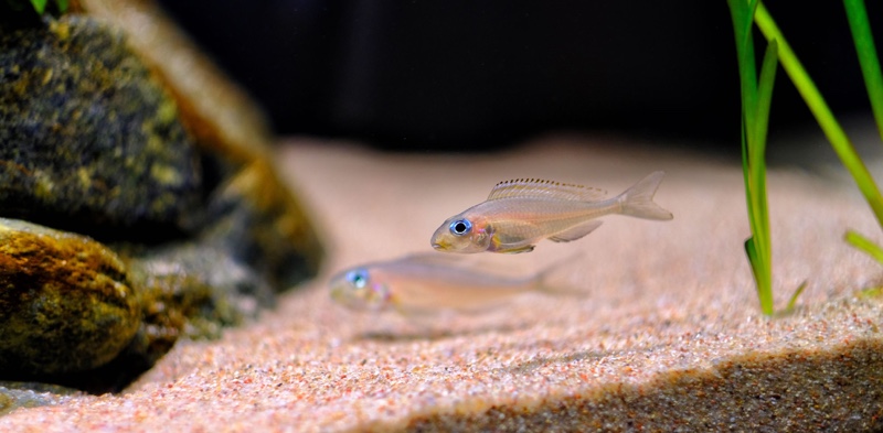 Xenotilapia nasus 'Chituta Bay'